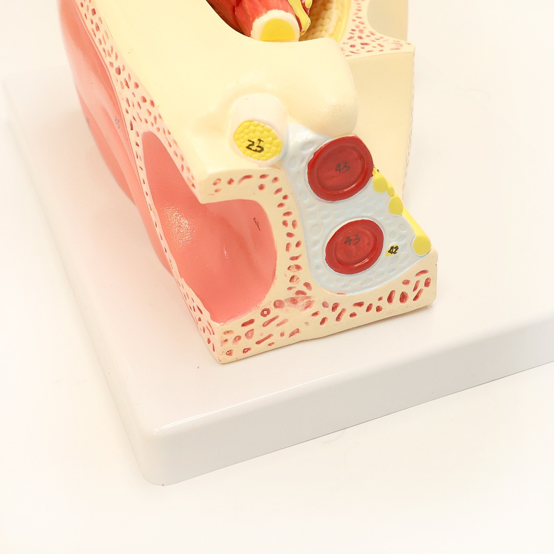 Axis Scientific Eye in Orbit with Eyelid Numbered Anatomy Model