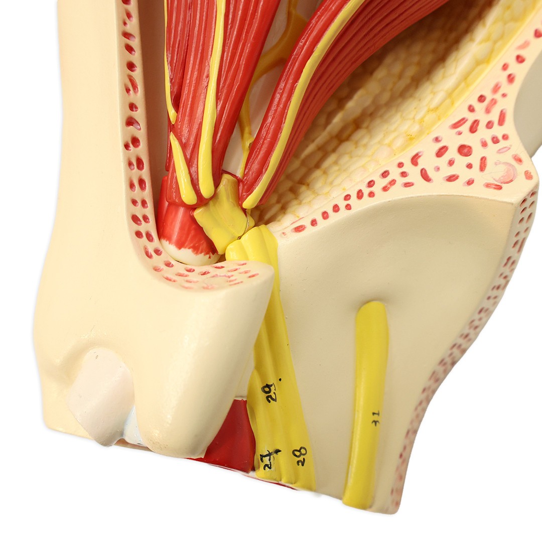 Axis Scientific Eye in Orbit with Eyelid Numbered Anatomy Model