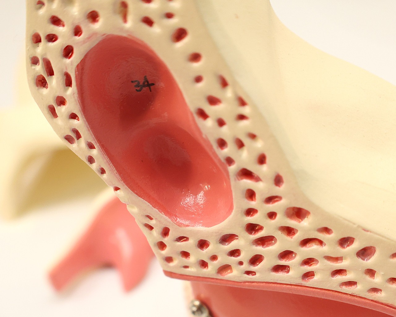 Axis Scientific Eye in Orbit with Eyelid Numbered Anatomy Model