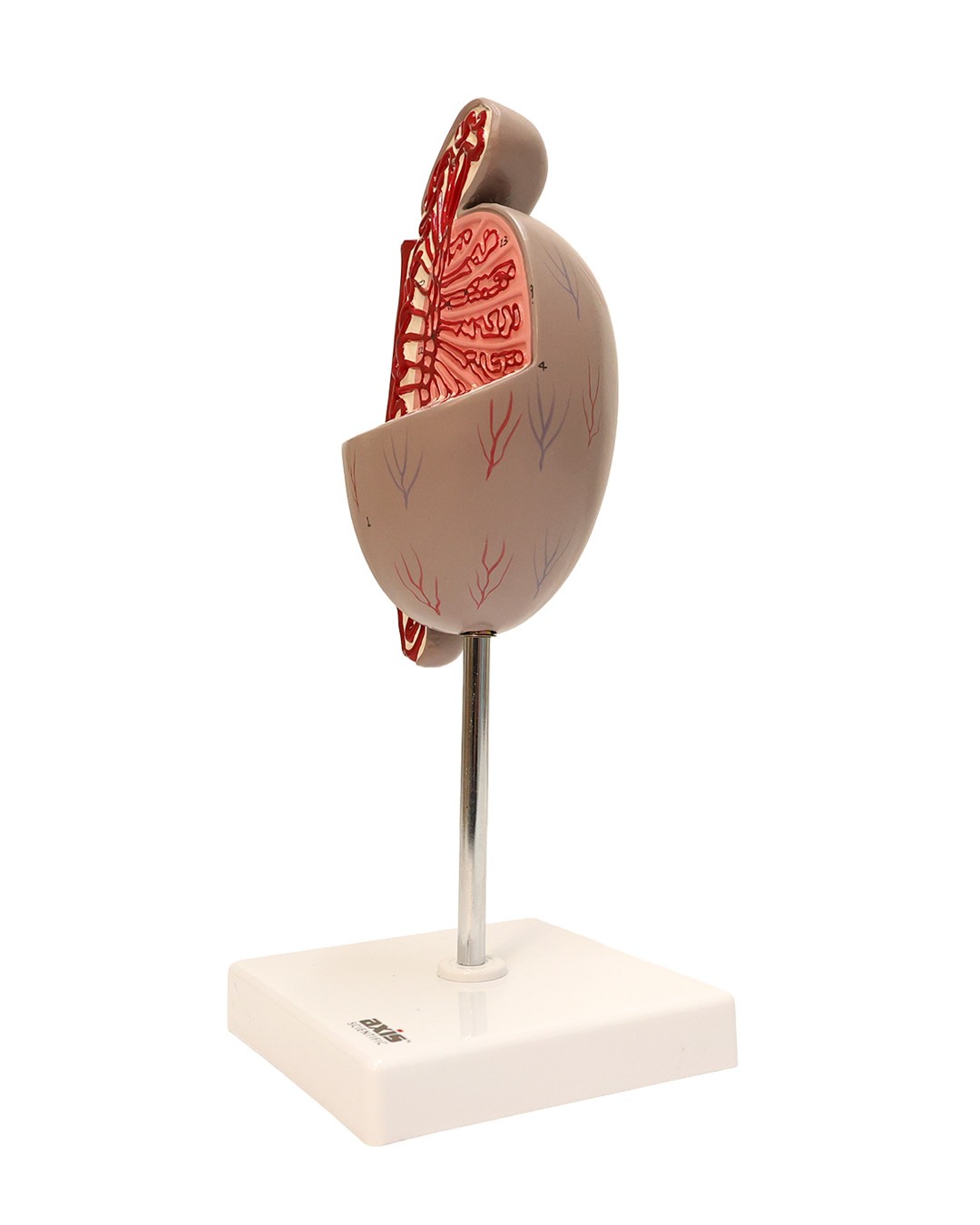 Axis Scientific Testis of the Male Genitalia Numbered Anatomy Model