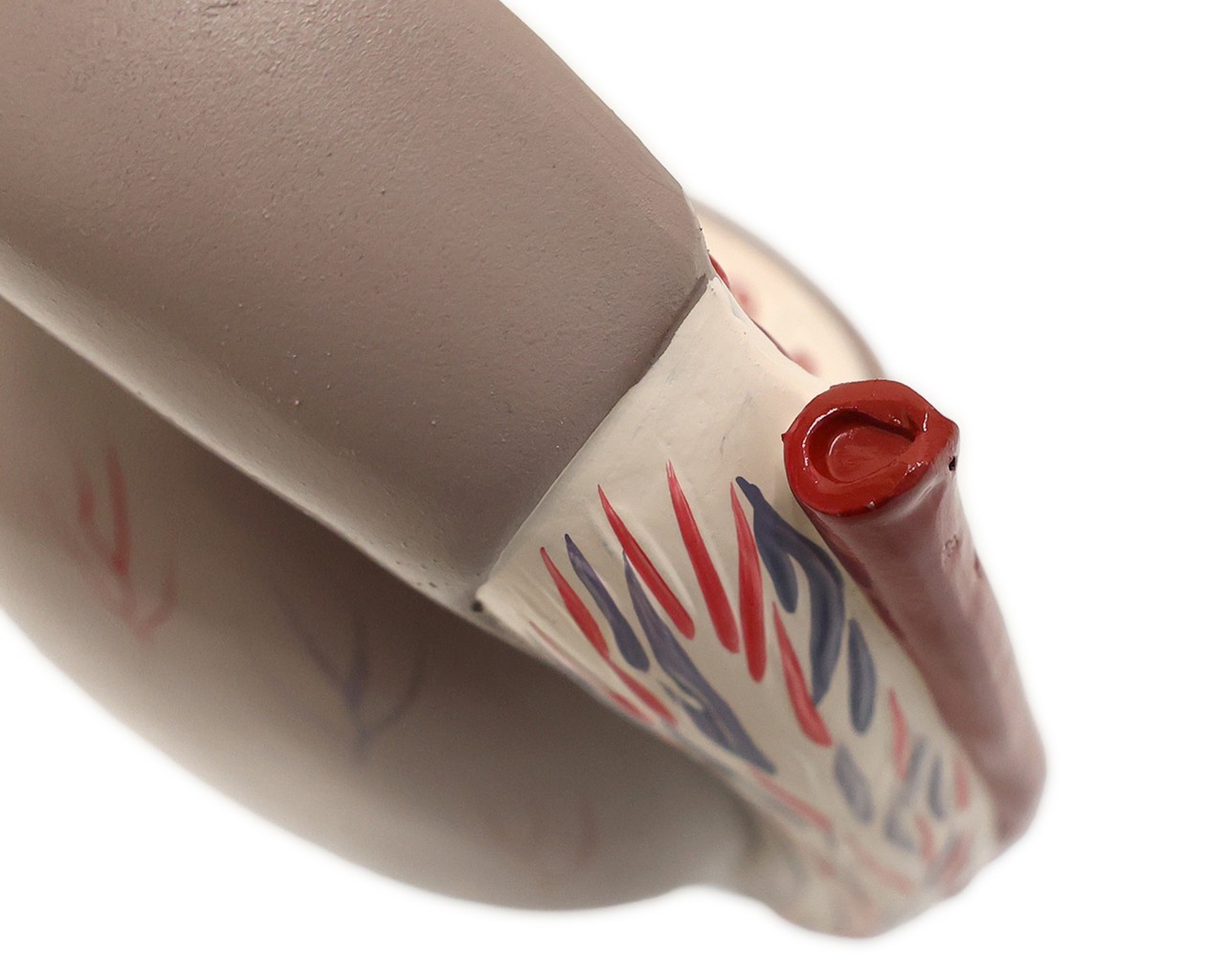 Axis Scientific Testis of the Male Genitalia Numbered Anatomy Model