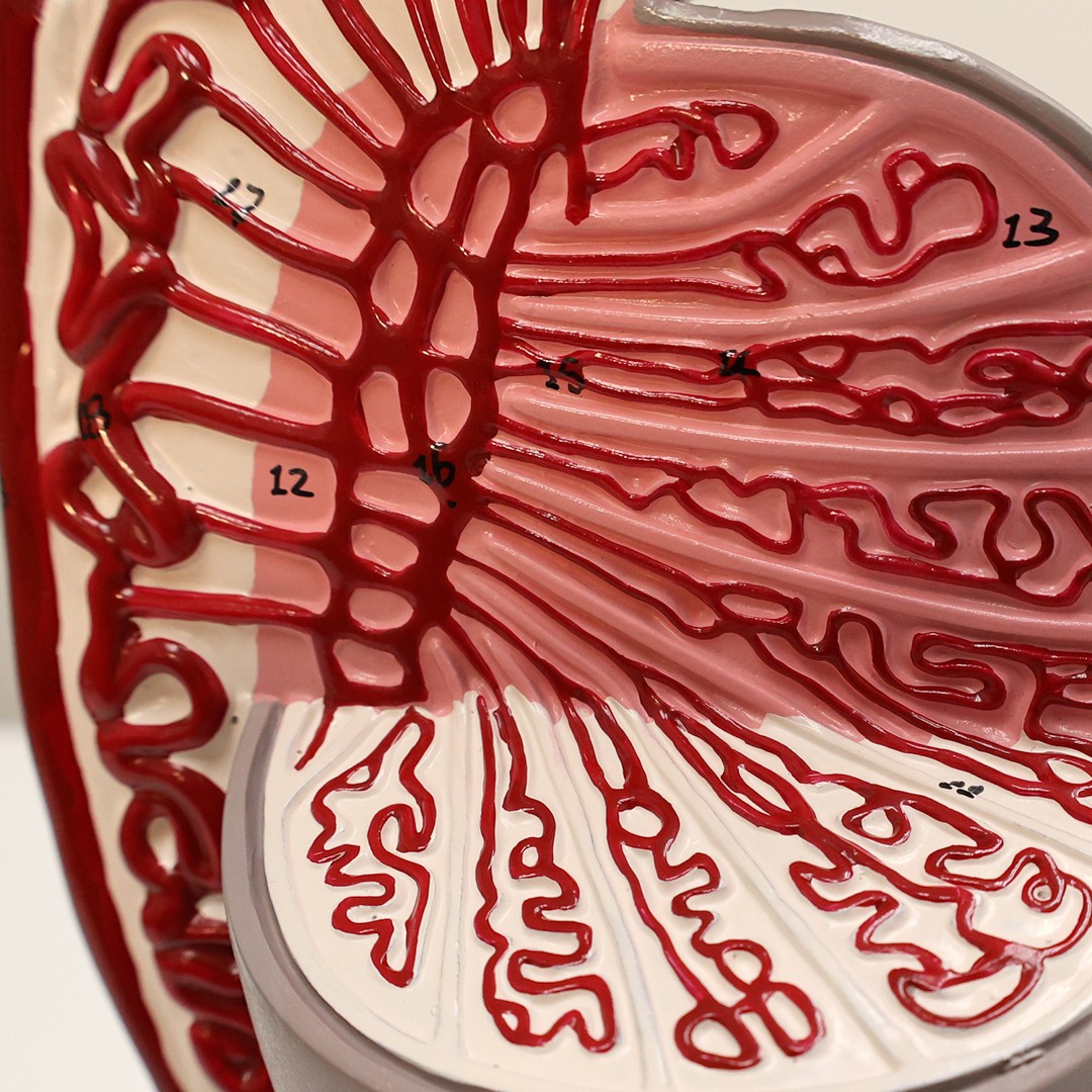 Axis Scientific Testis of the Male Genitalia Numbered Anatomy Model