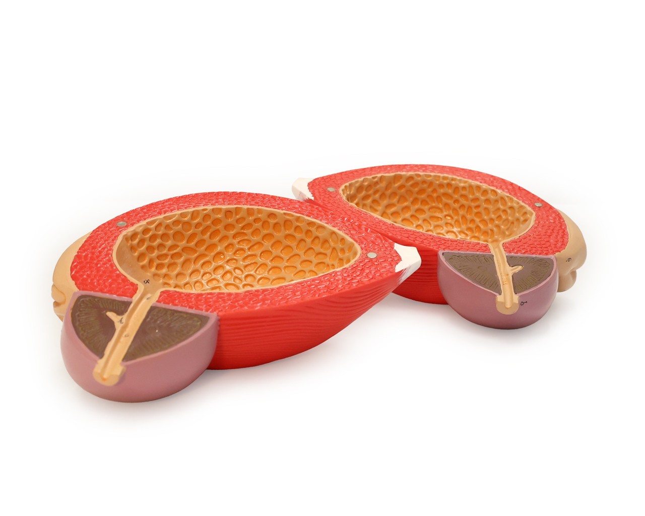 Axis Scientific Male Urinary Bladder with Prostate Numbered Anatomy Model, 2 Parts