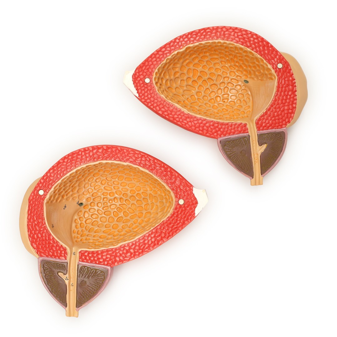 Axis Scientific Male Urinary Bladder with Prostate Numbered Anatomy Model, 2 Parts