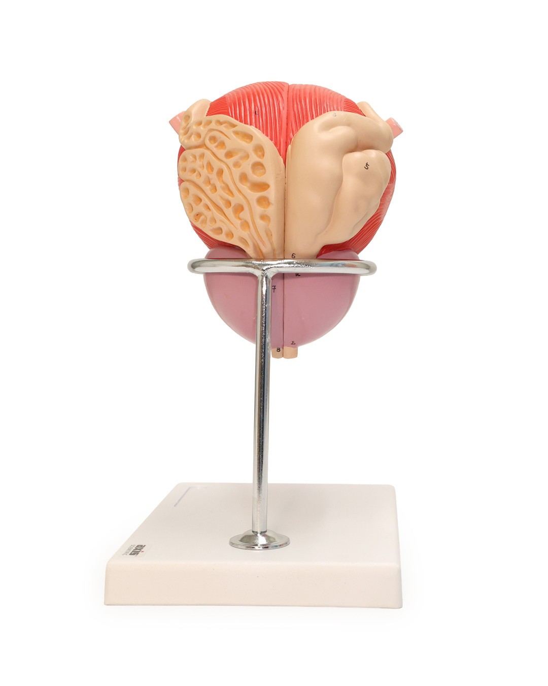 Axis Scientific Male Urinary Bladder with Prostate Numbered Anatomy Model, 2 Parts