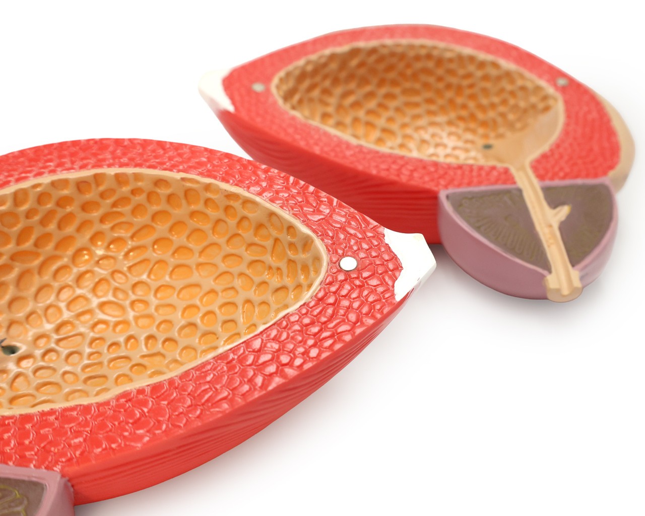 Axis Scientific Male Urinary Bladder with Prostate Numbered Anatomy Model, 2 Parts