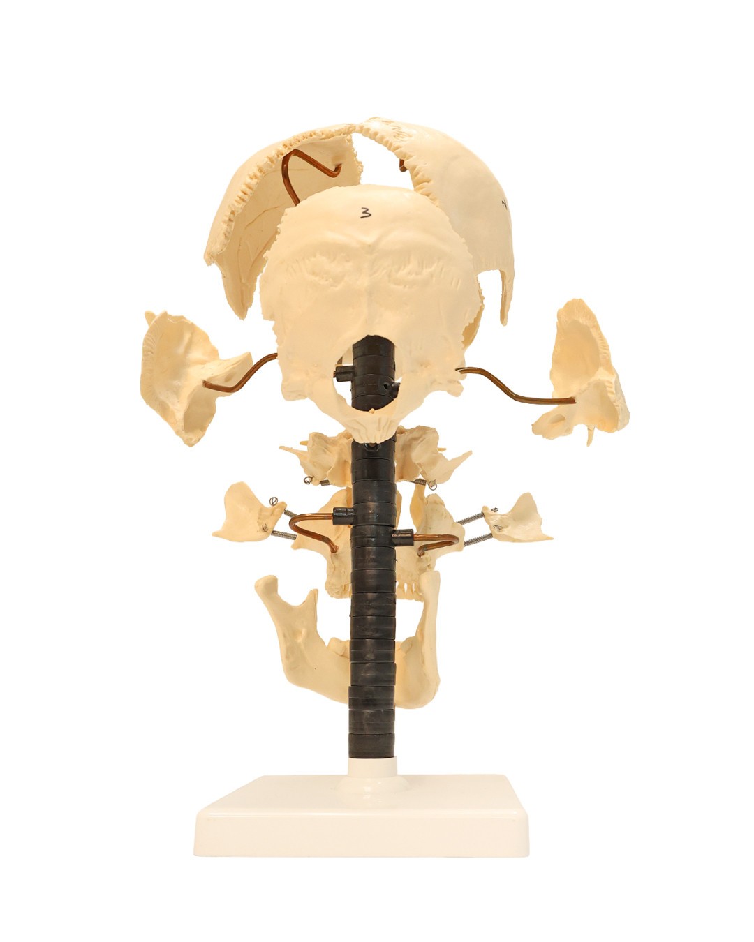 Axis Scientific Male Beauchene Skull Anatomy Model, 22 Parts