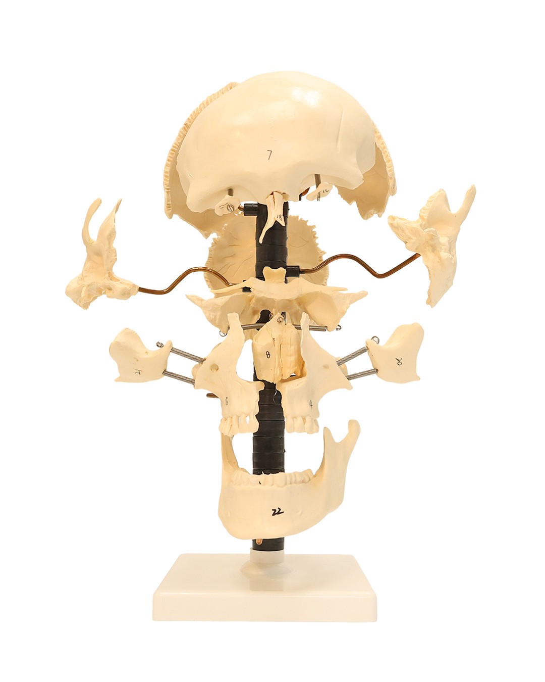 Axis Scientific Male Beauchene Skull Anatomy Model, 22 Parts