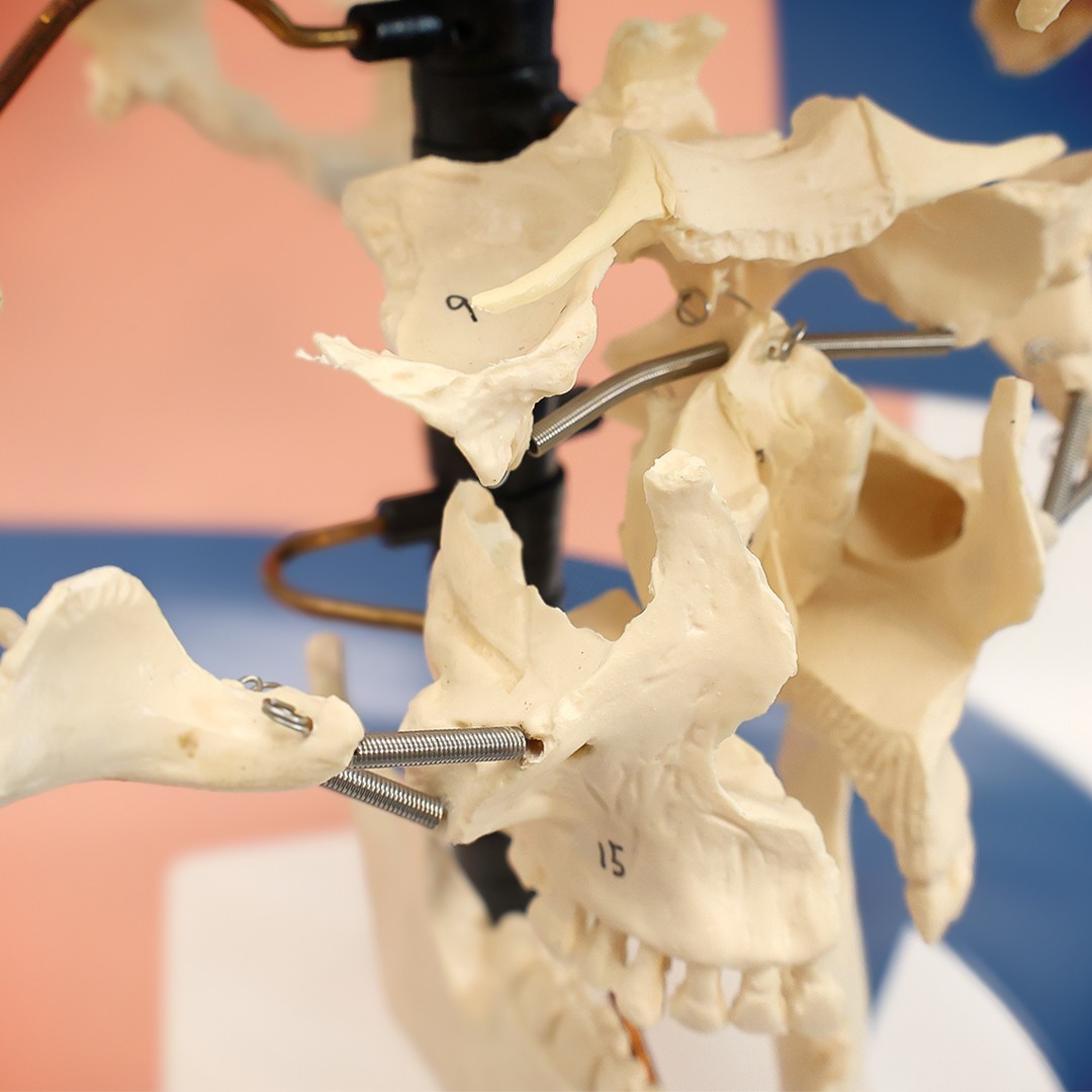 Axis Scientific Male Beauchene Skull Anatomy Model, 22 Parts