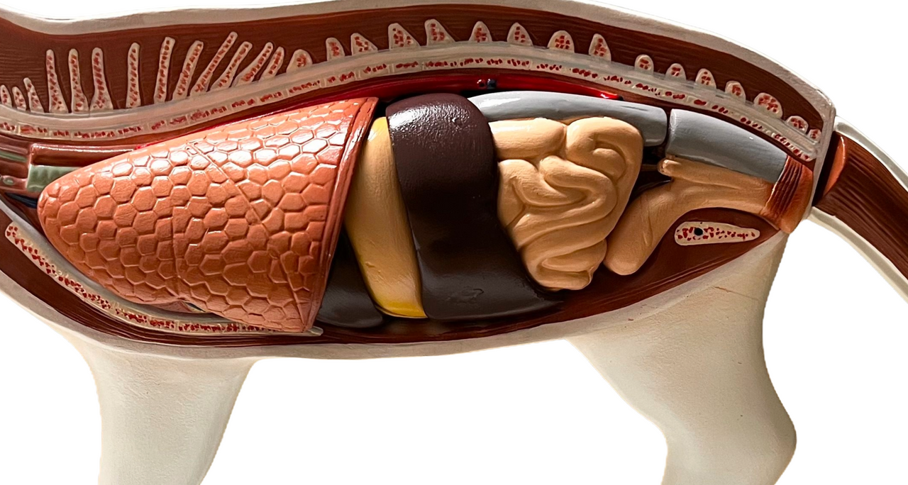 Removeable pieces of cat model