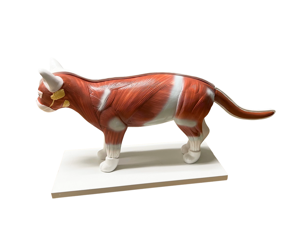 Full view of cat model