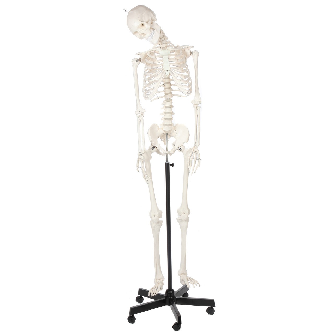 Full view of skeleton