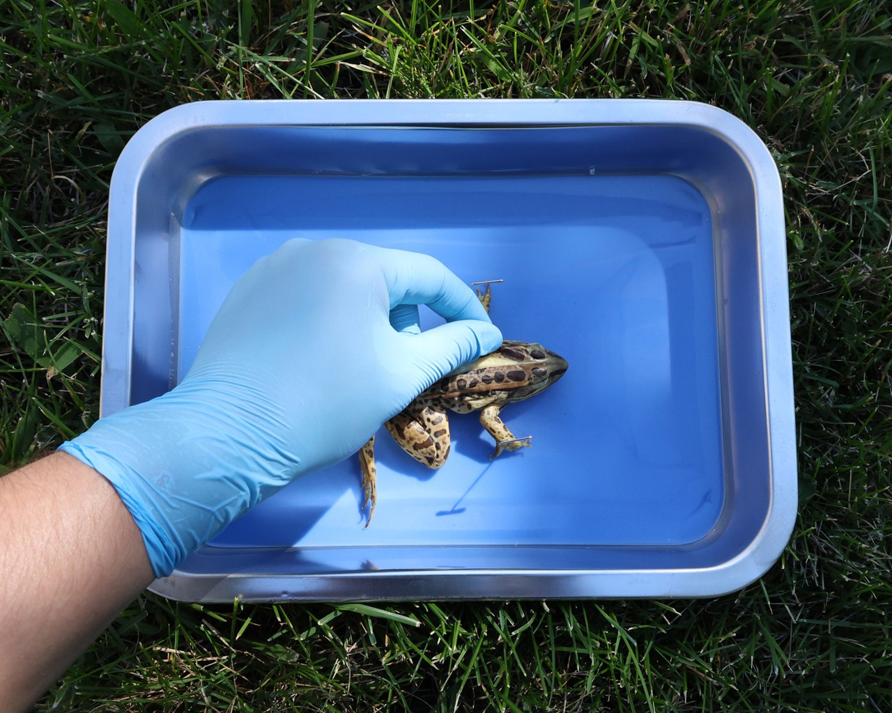 Anatomy Lab Preserved 4.5 - 5.5 Inch Grass Frog Specimen for Dissection, Vacuum Pack of 10