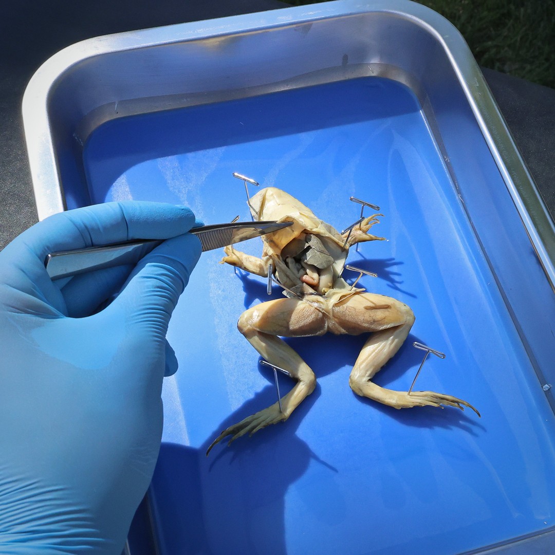 Anatomy Lab Preserved Grass Frog Specimen for Dissection, Vacuum Packed