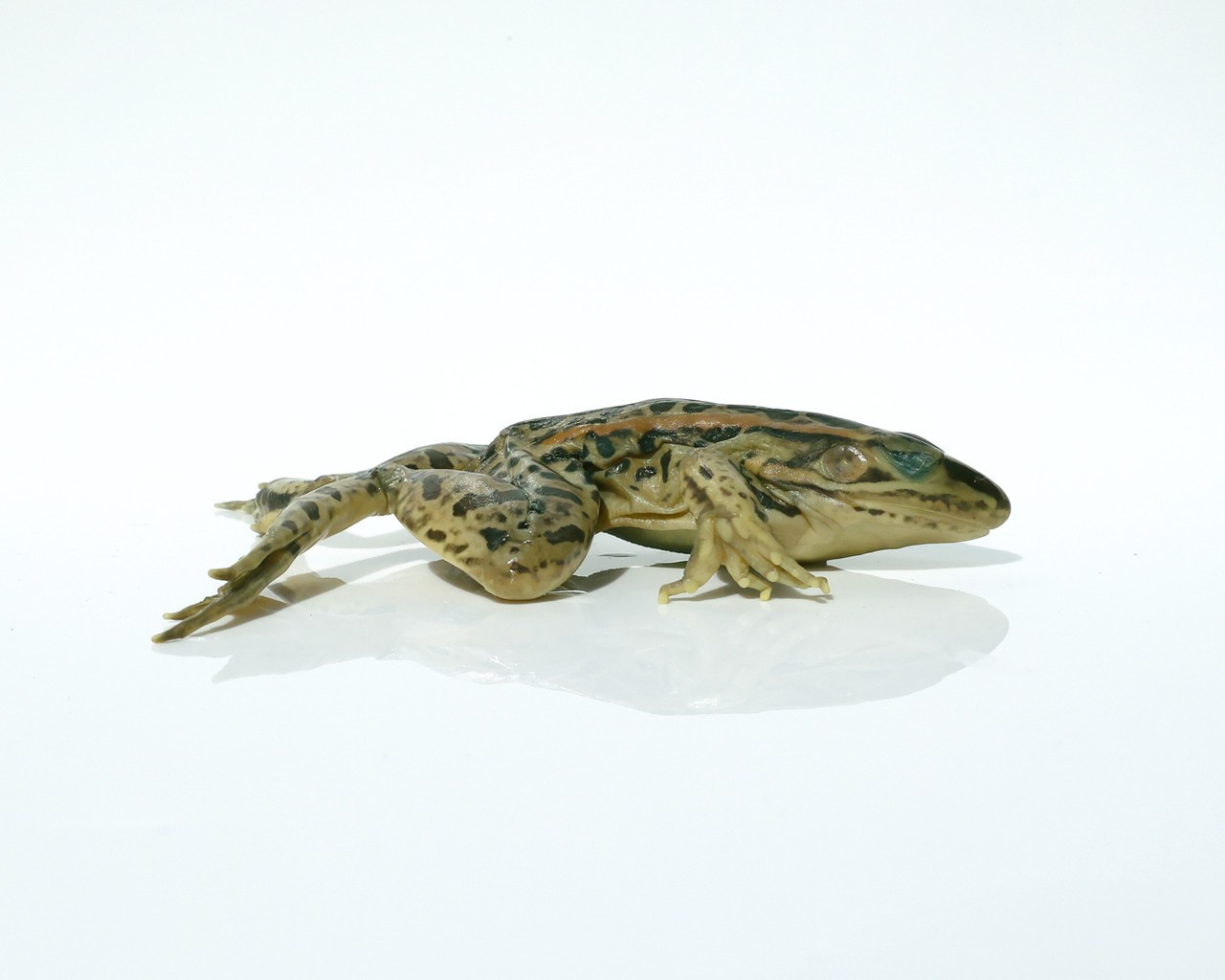 Anatomy Lab Preserved Grass Frog Specimen for Dissection, Vacuum Packed