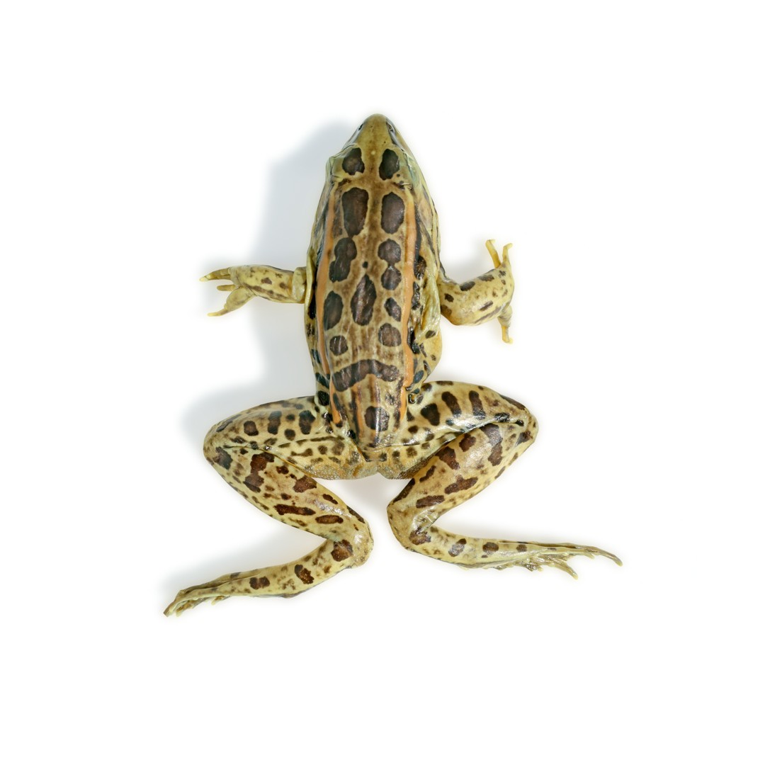 Anatomy Lab Preserved Grass Frog Specimen for Dissection, Vacuum Packed