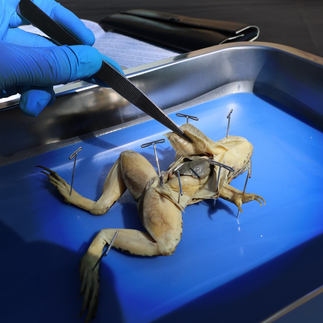 Anatomy Lab Preserved Grass Frog Specimen for Dissection, Vacuum Packed