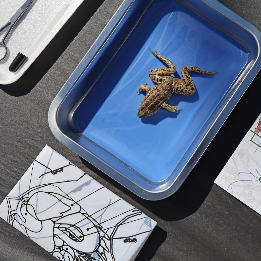 Anatomy Lab Preserved Grass Frog Specimen for Dissection, Vacuum Packed