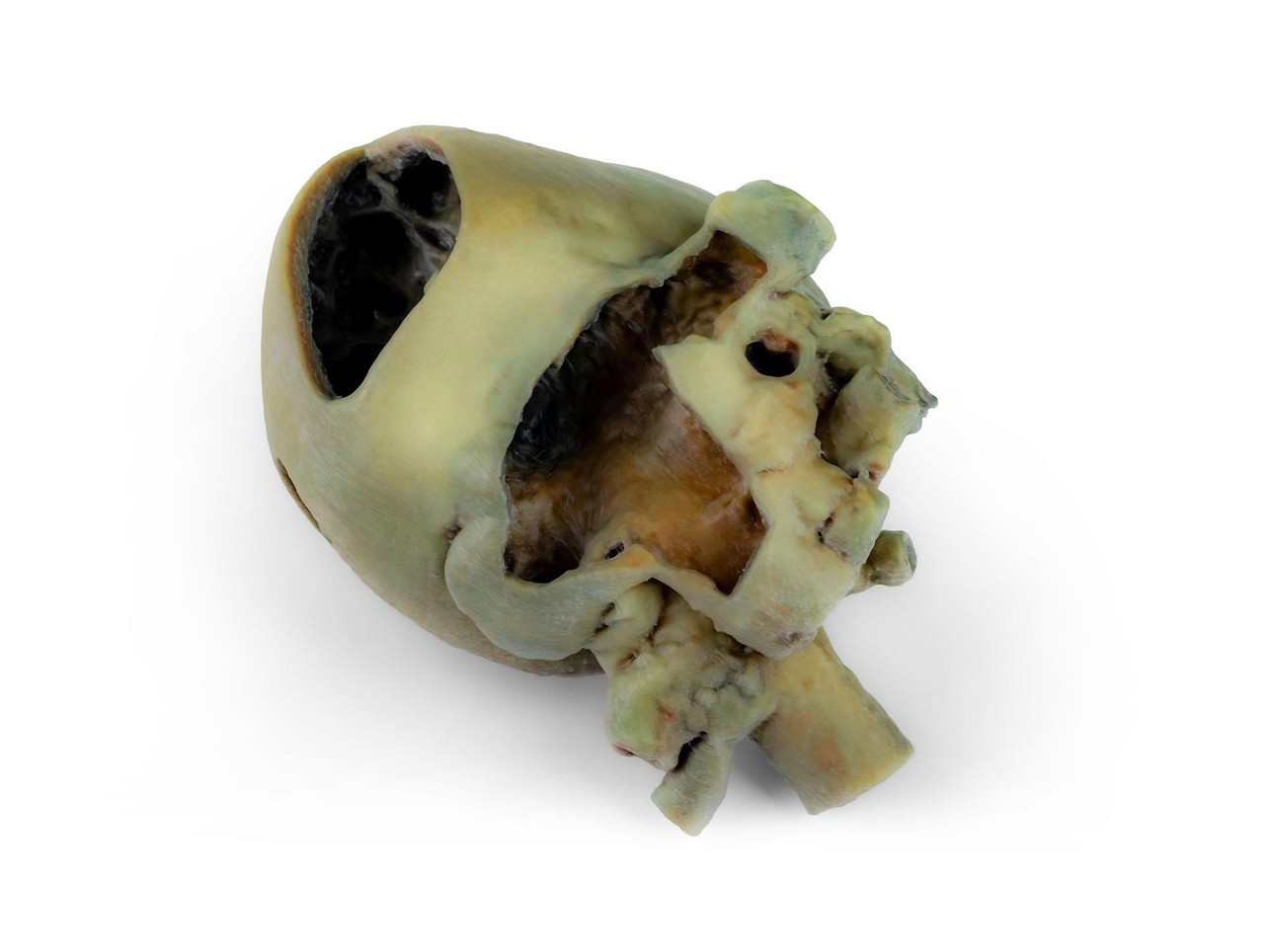 3D Printed Canine heart with dissection