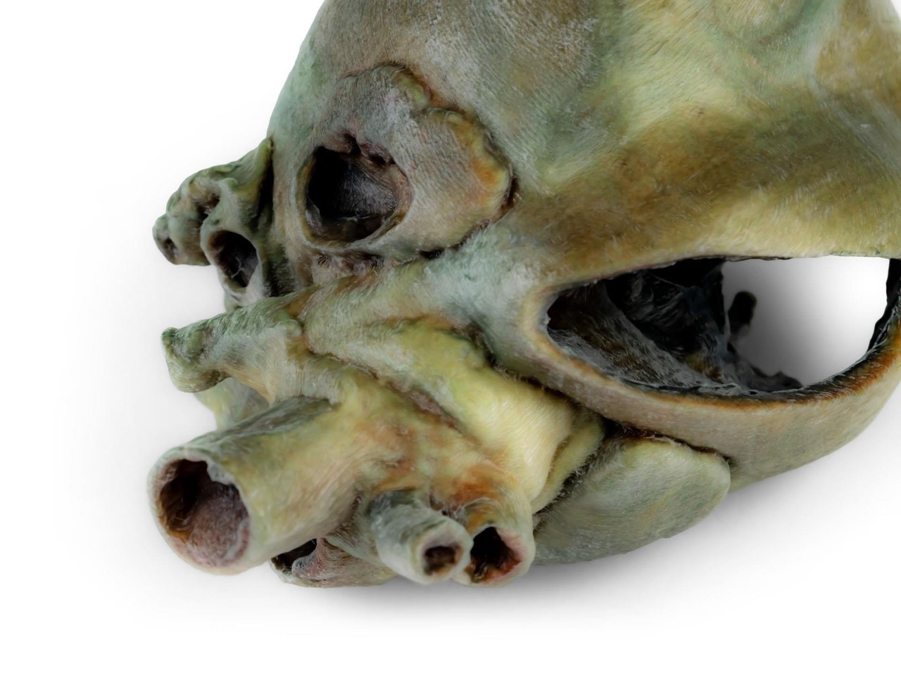 3D Printed Canine heart with dissection