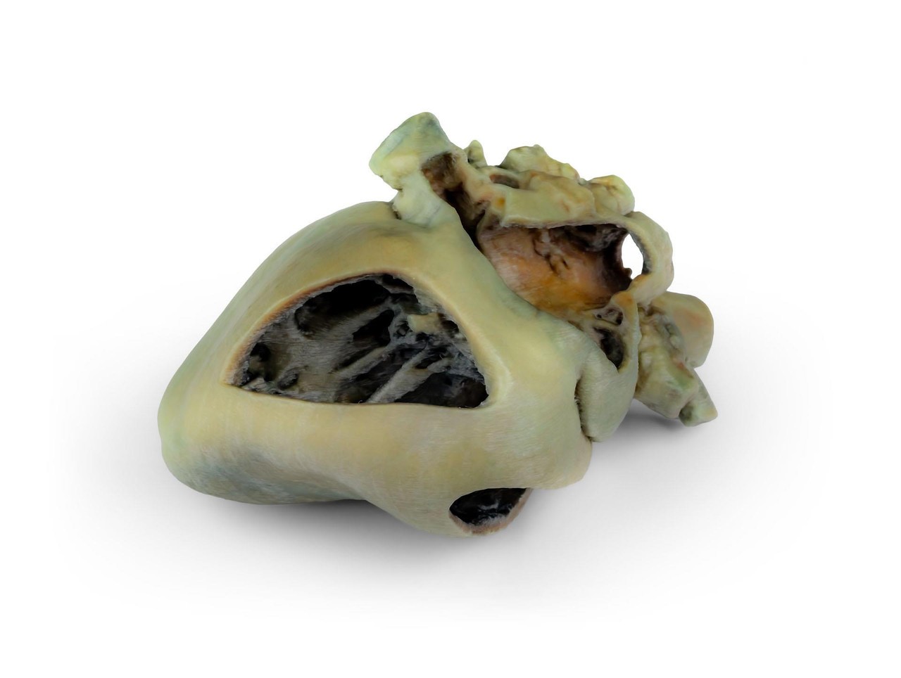 3D Printed Canine heart with dissection