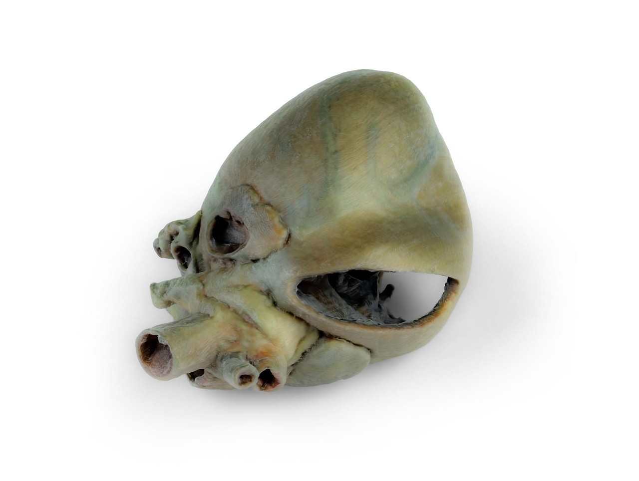 3D Printed Canine heart with dissection