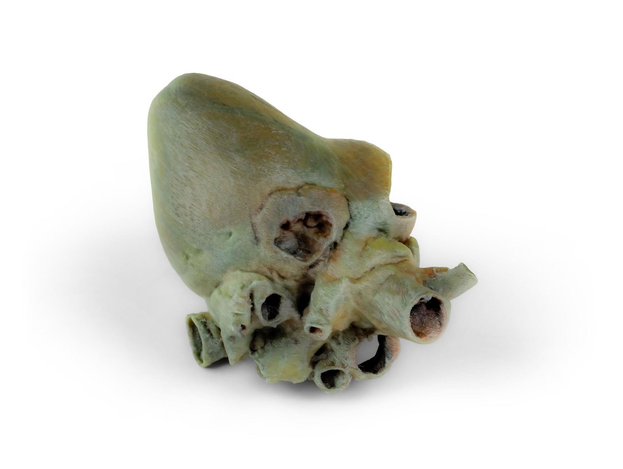 3D Printed Canine heart with dissection