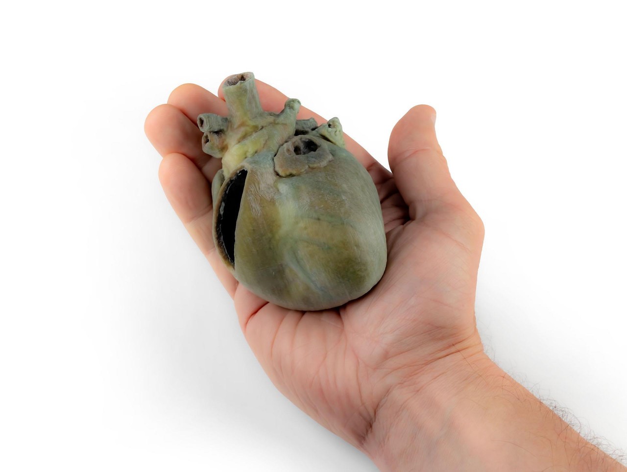 3D Printed Canine heart with dissection