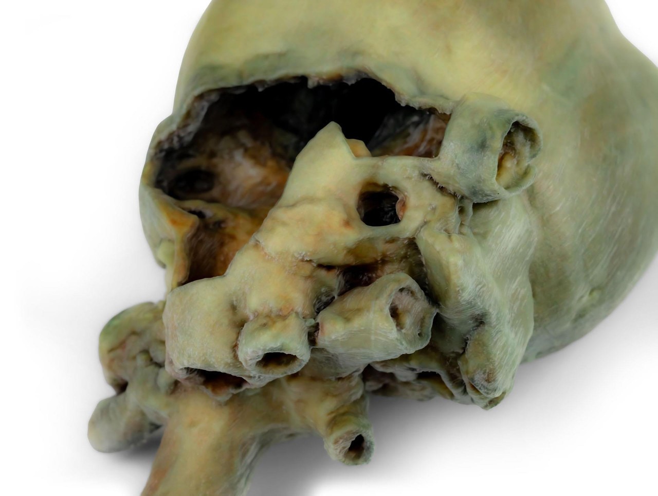 3D Printed Canine heart with dissection