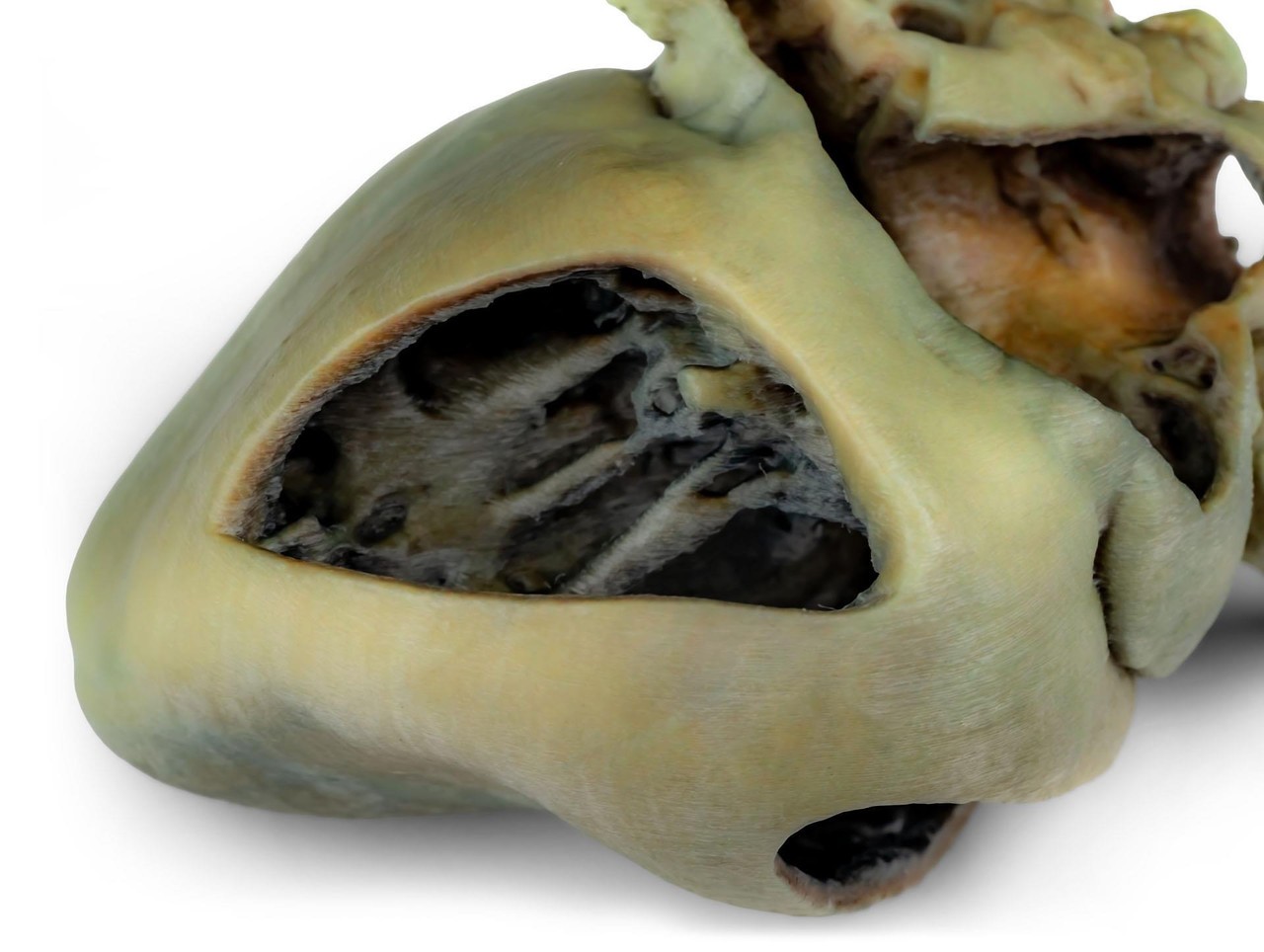 3D Printed Canine heart with dissection