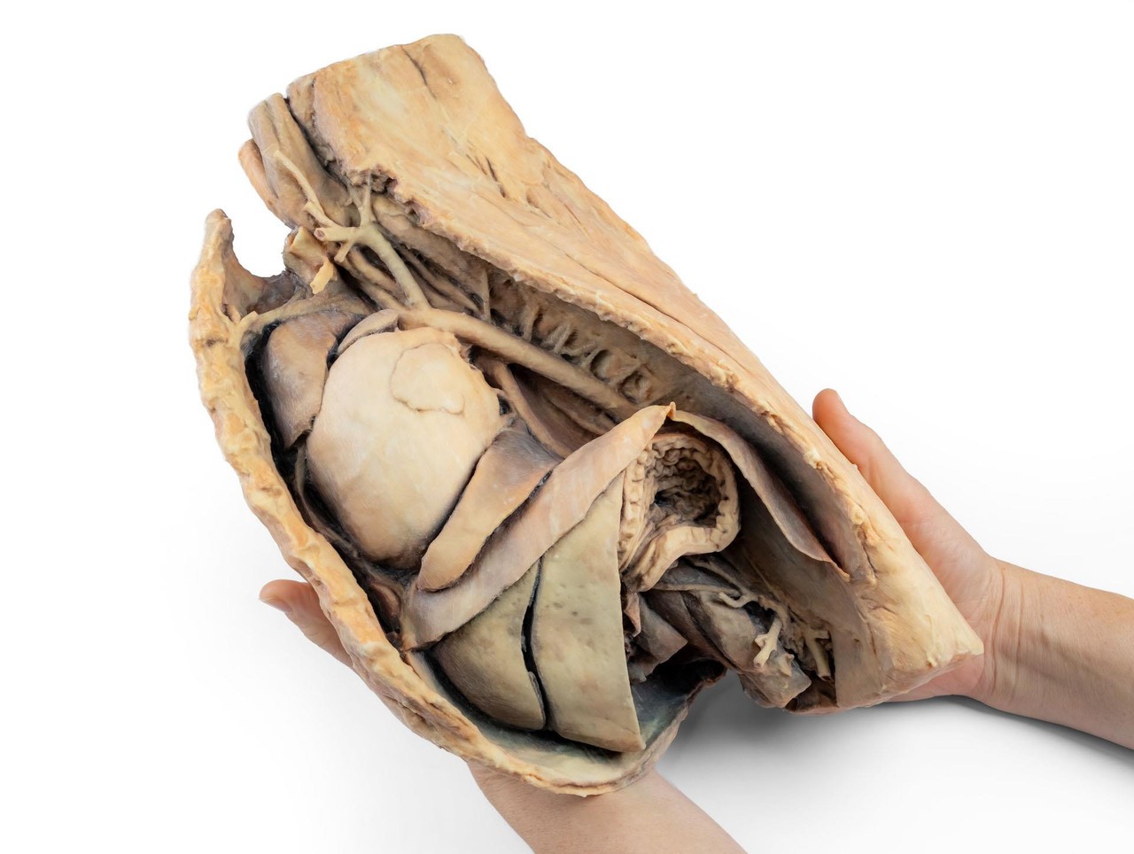 3D Printed Canine Thoracic Cavity Left Side