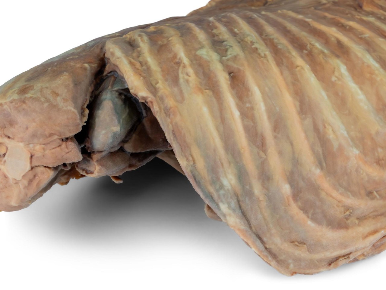 3D Printed Canine Thoracic Cavity Left Side