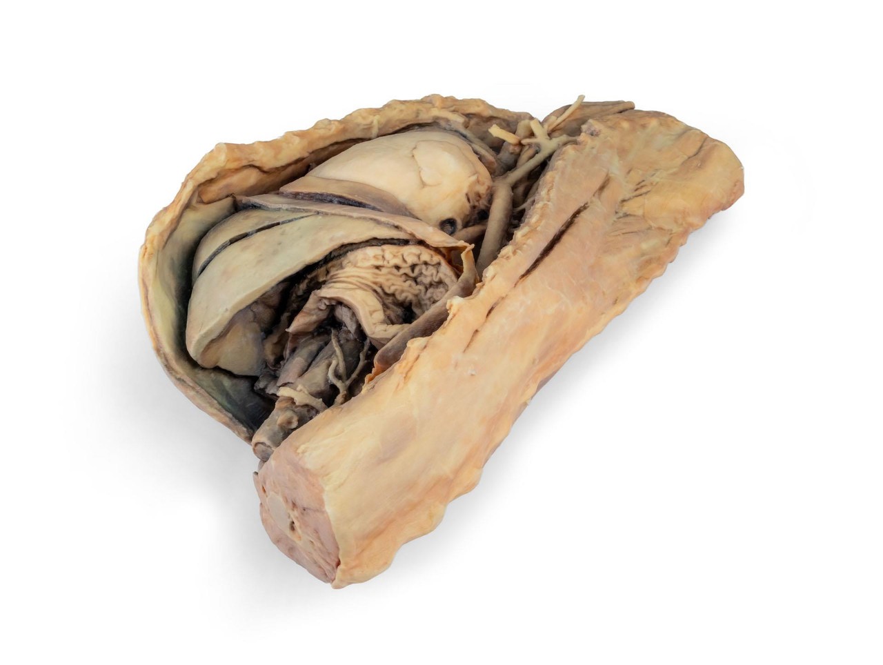 3D Printed Canine Thoracic Cavity Left Side