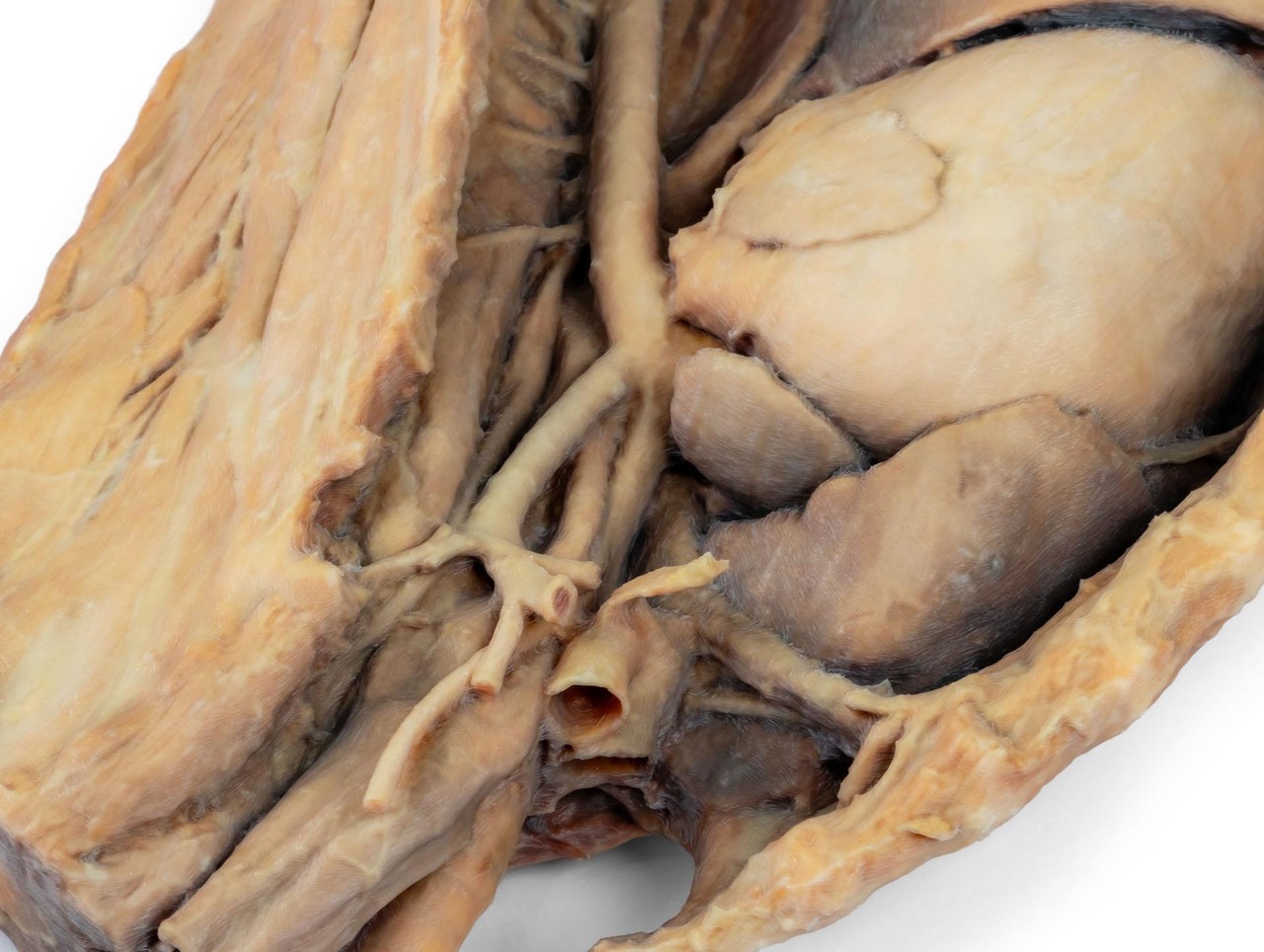 3D Printed Canine Thoracic Cavity Left Side