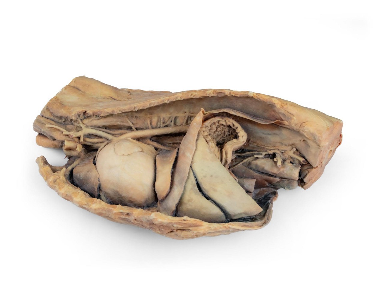 3D Printed Canine Thoracic Cavity Left Side