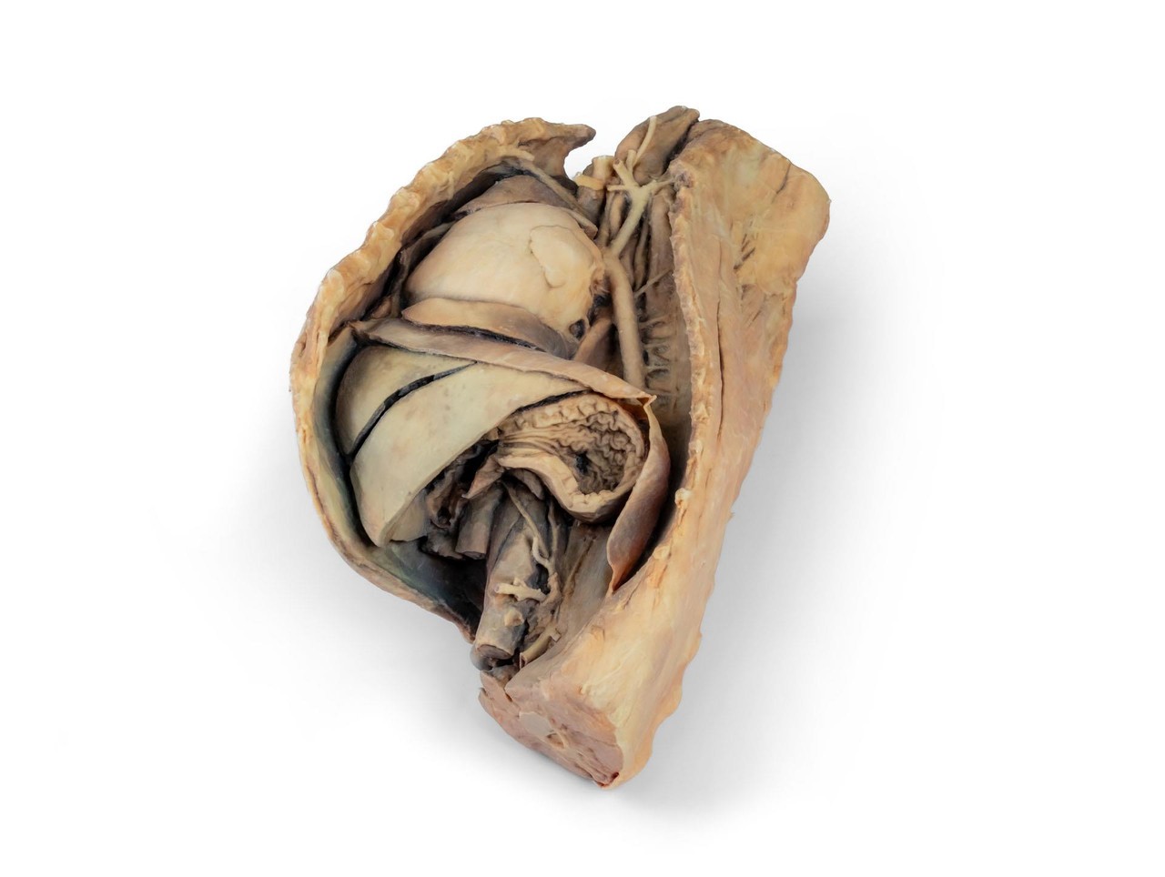 3D Printed Canine Thoracic Cavity Left Side