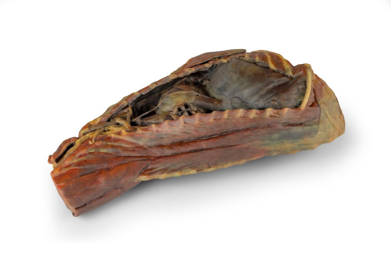 3D Printed Canine Thoracic Cavity