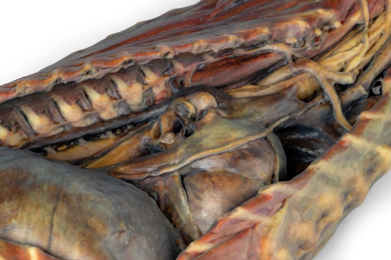 3D Printed Canine Thoracic Cavity