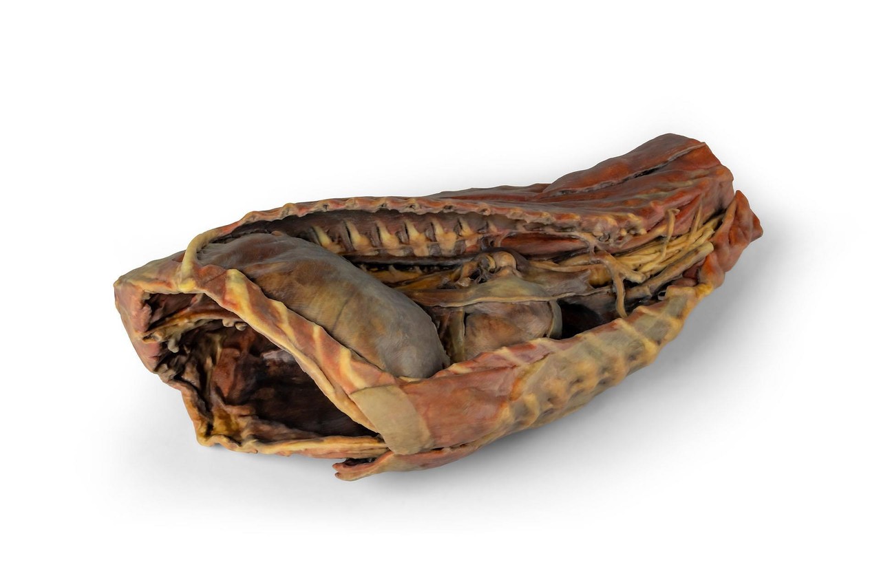 3D Printed Canine Thoracic Cavity