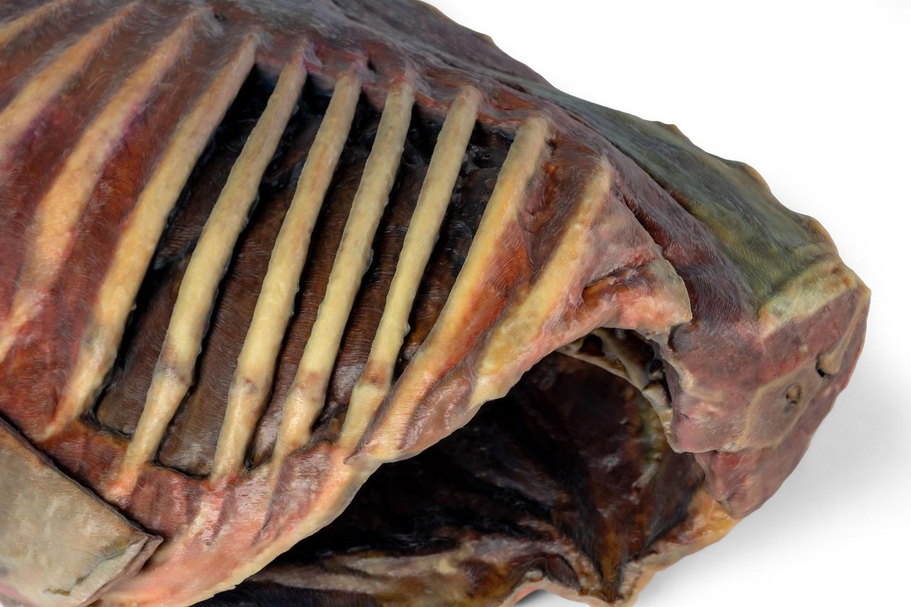 3D Printed Canine Thoracic Cavity