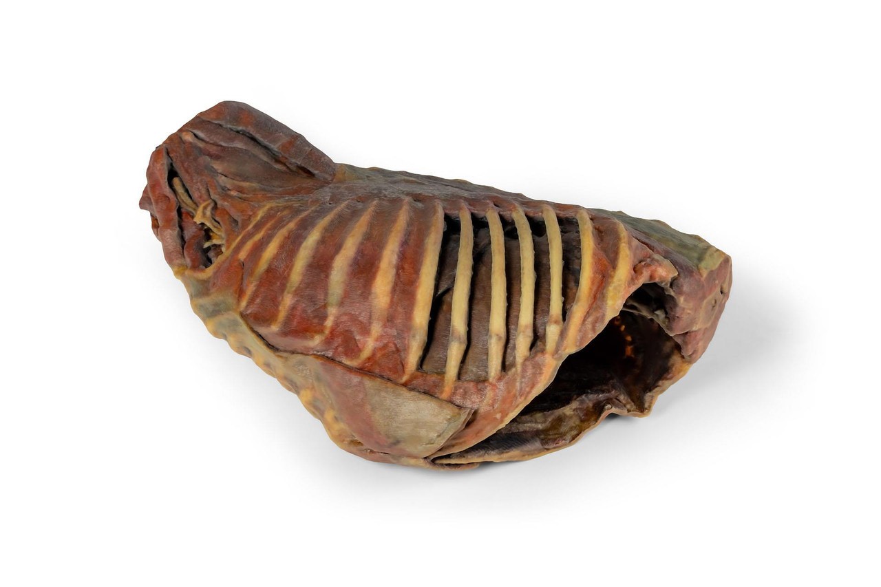 3D Printed Canine Thoracic Cavity
