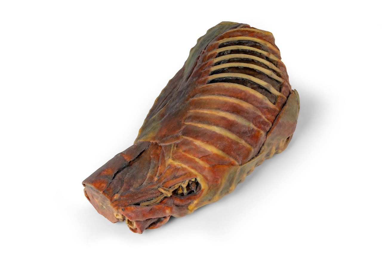 3D Printed Canine Thoracic Cavity