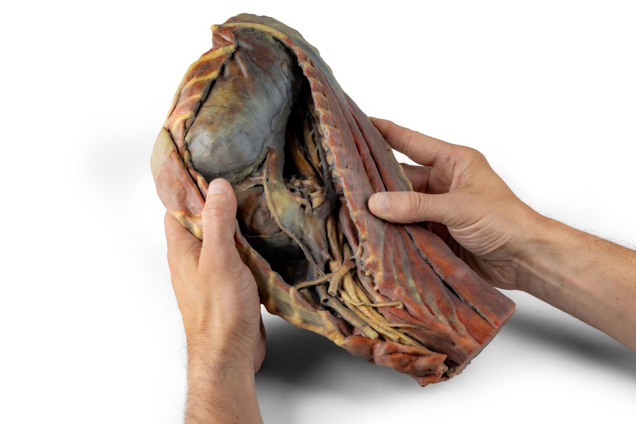 3D Printed Canine Thoracic Cavity