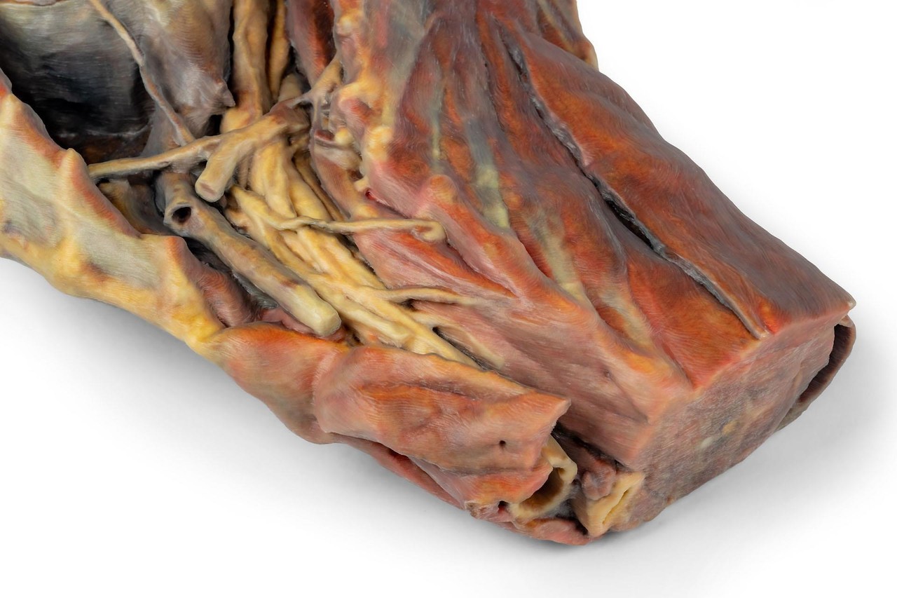 3D Printed Canine Thoracic Cavity