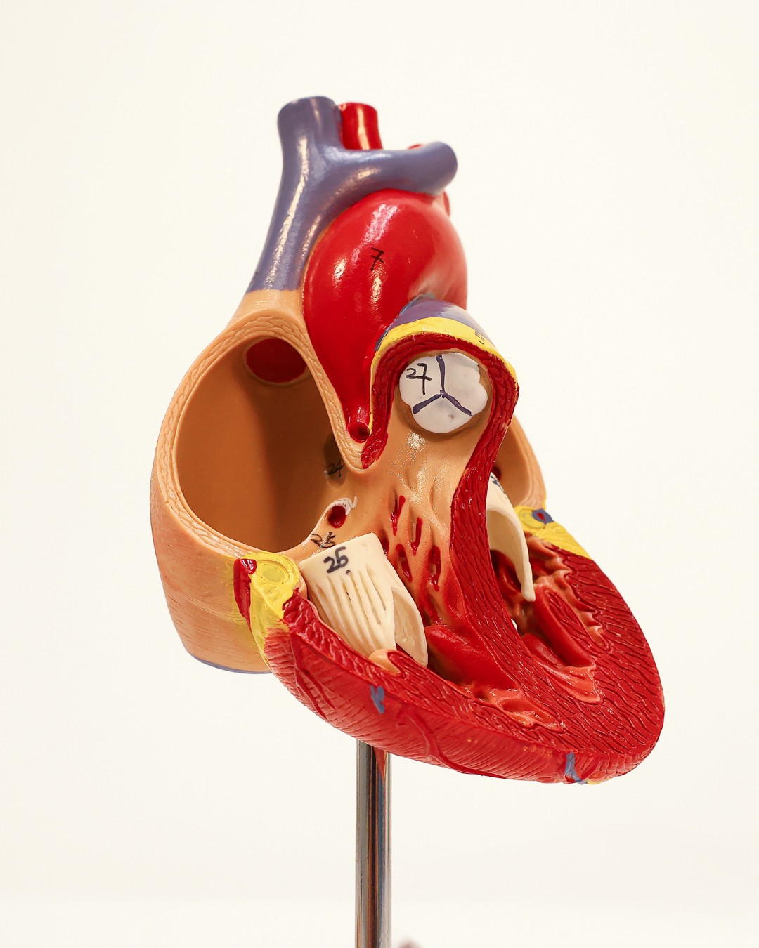 Axis Scientific 2-Part Deluxe Life-Size Human Heart Model