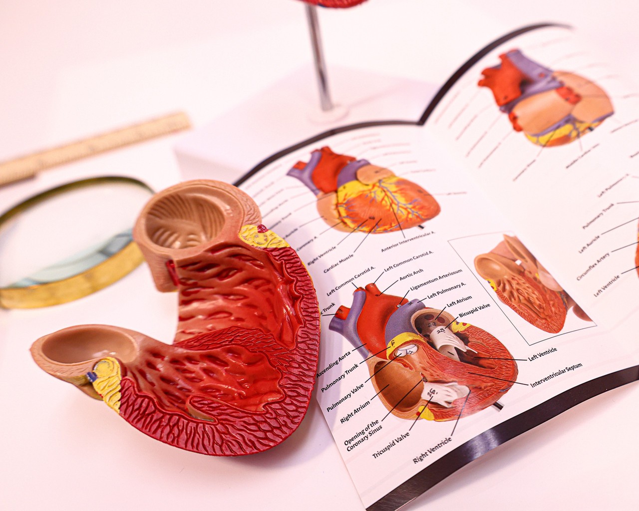 Axis Scientific 2-Part Deluxe Life-Size Human Heart Anatomy Model