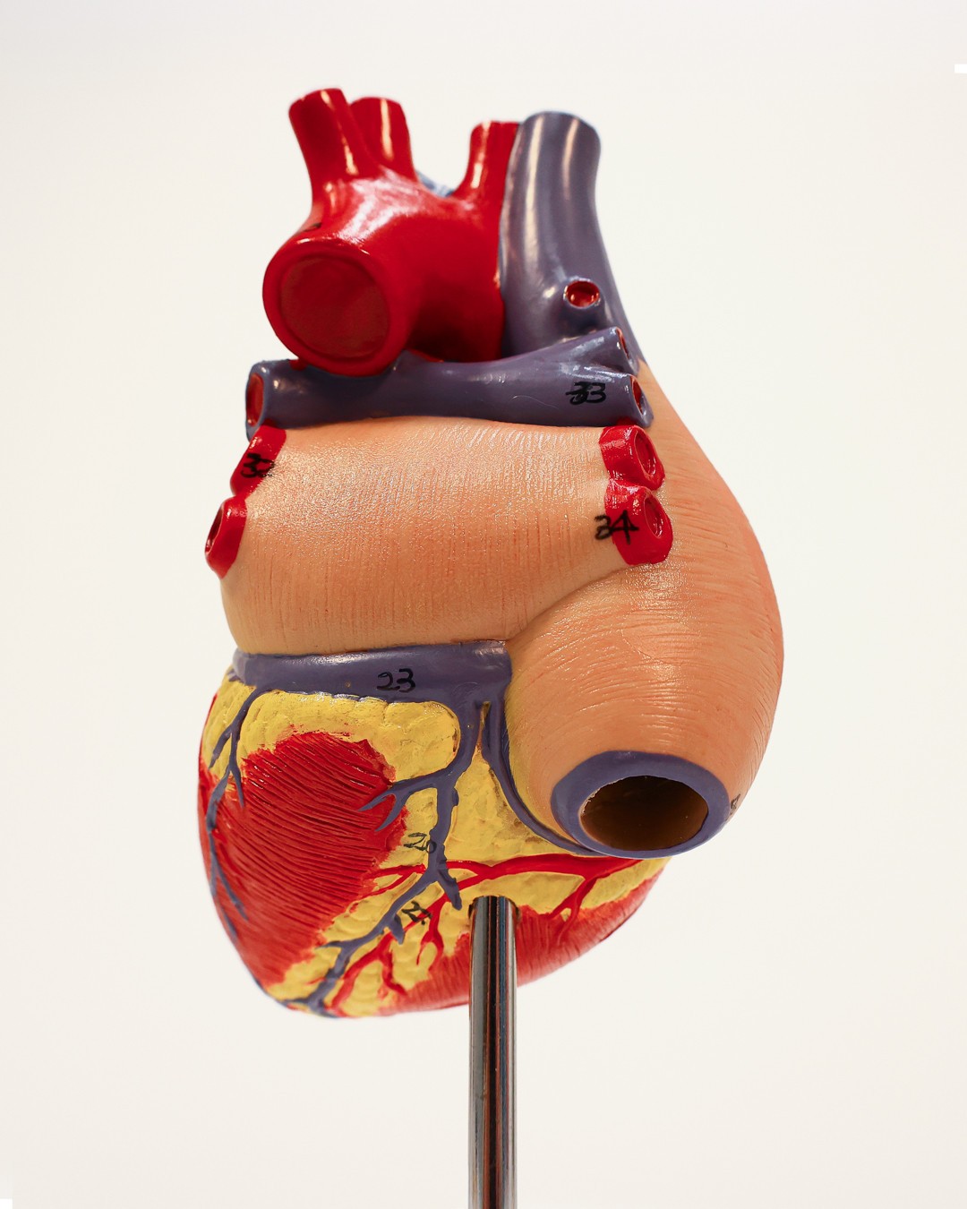 Axis Scientific 2-Part Deluxe Life-Size Human Heart Model