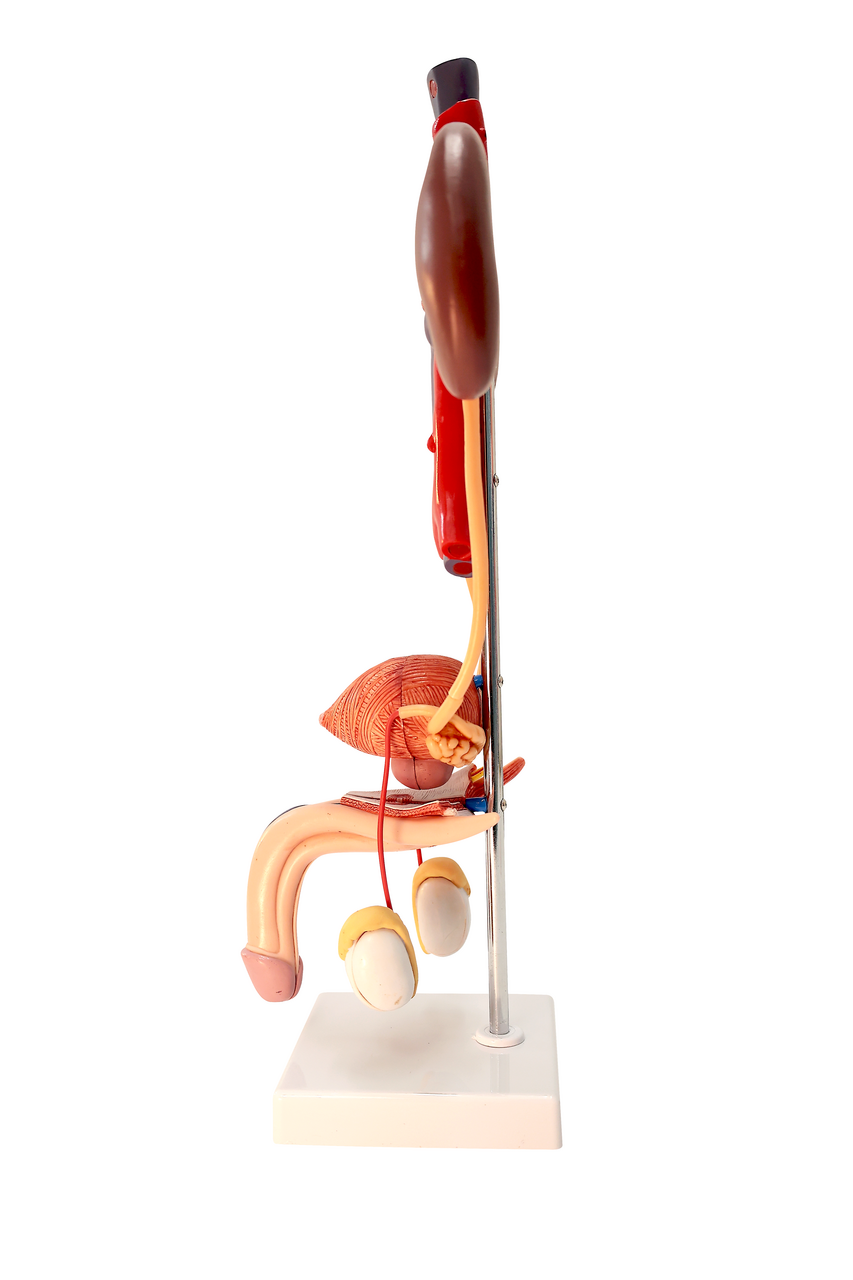 Axis Scientific Free Standing Urinary System, Life Size - 3 Parts