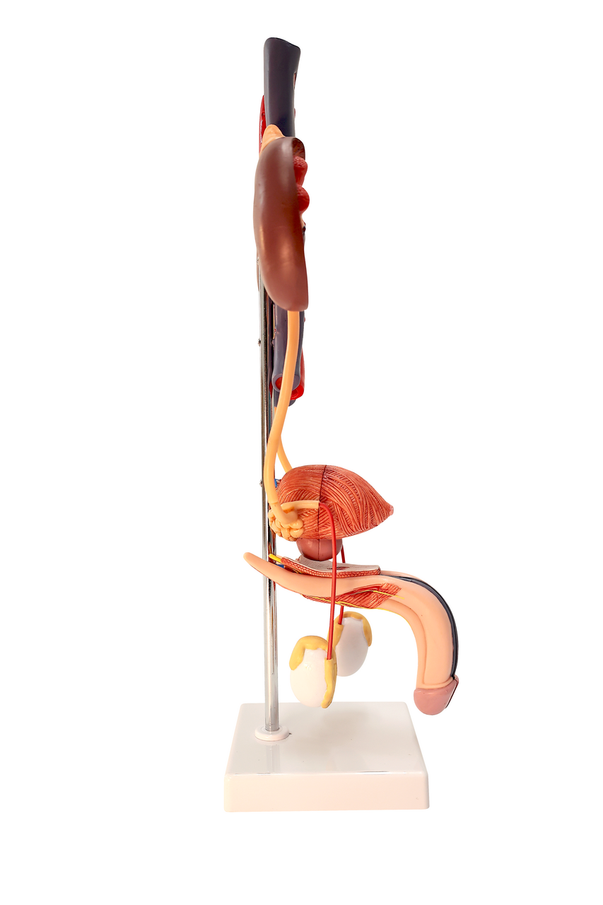 Axis Scientific Free Standing Urinary System, Life Size - 3 Parts