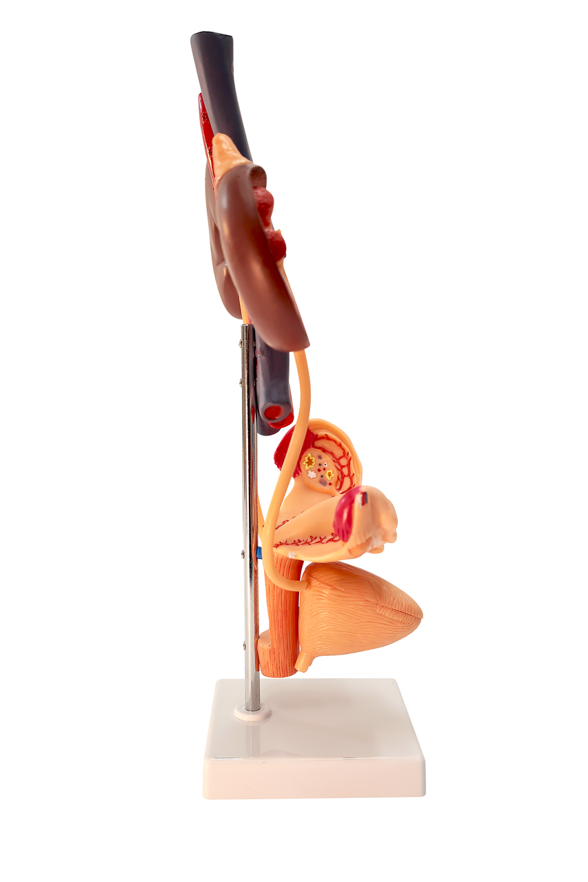 Axis Scientific Free Standing Urinary System, Life Size - 3 Parts
